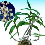 dendrobium-moniliforme-hakurakute