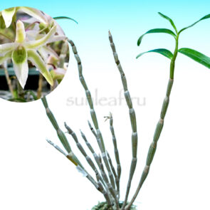 dendrobium-moniliforme-nachimidori