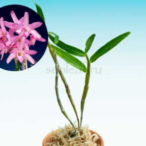 dendrobium-moniliforme-shien