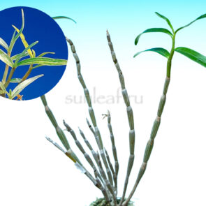 dendrobium-moniliforme-shirayukihime