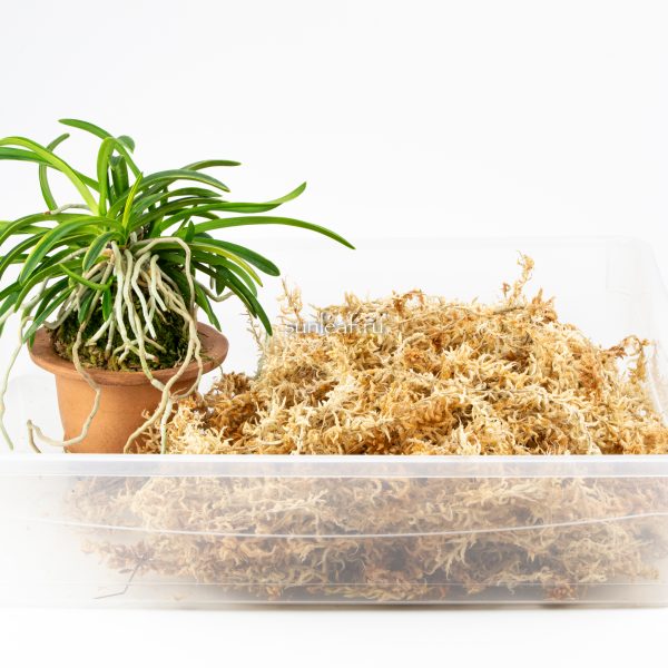 Мох для неофинетии 5А Новозеландский