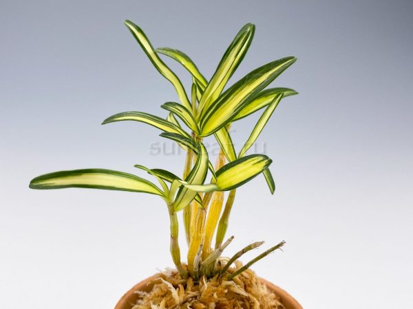dendrobium-moniliforme-kouga