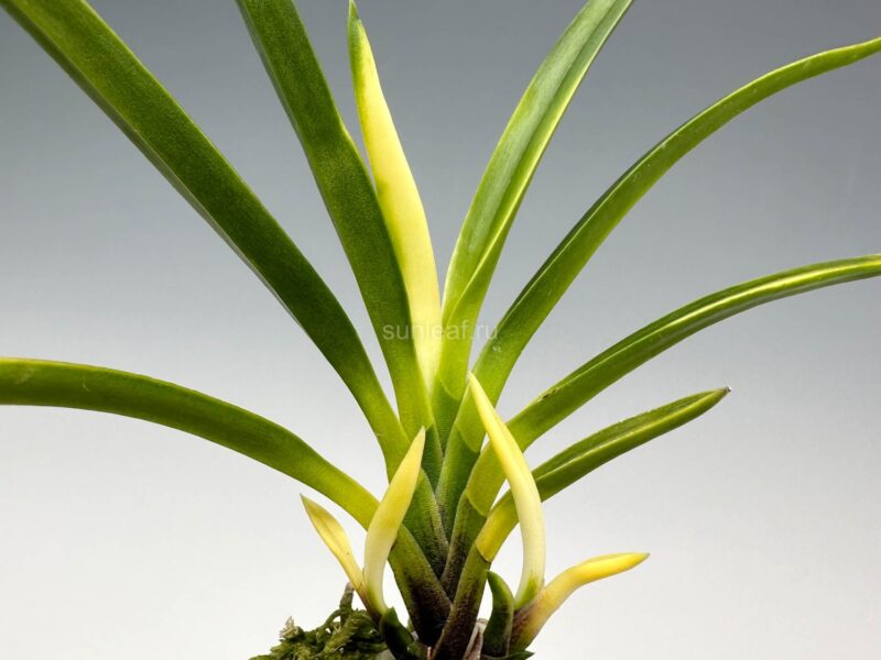 Изменение окраса: потемнение (nochikurami)