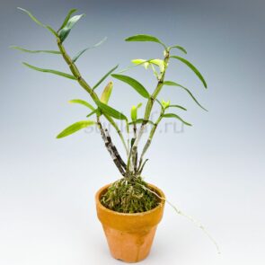 Тэнсико 天紫晃 dendrobium moniliforme Tenshiko