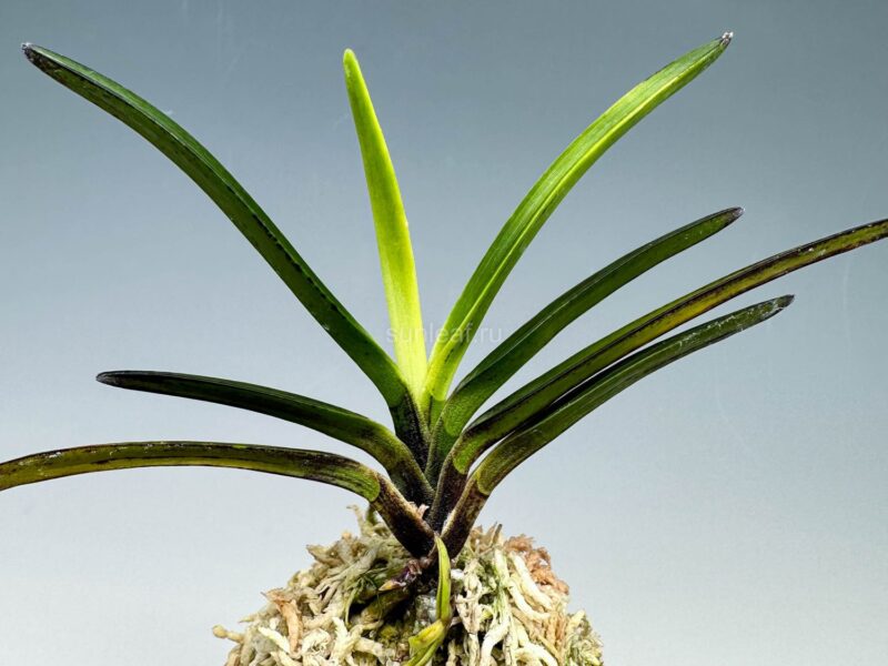 Роскошный светлый лист КинБотан 금모단 金牡丹 Kinbotan