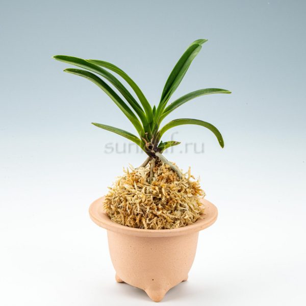 neofinetia Kyokou