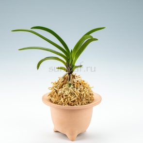 neofinetia Kyokou