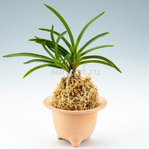 neofinetia Kyokou