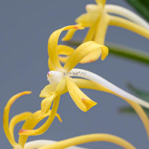 неофинетия КИБАНА 황화 黄花 neofinetia Kibana