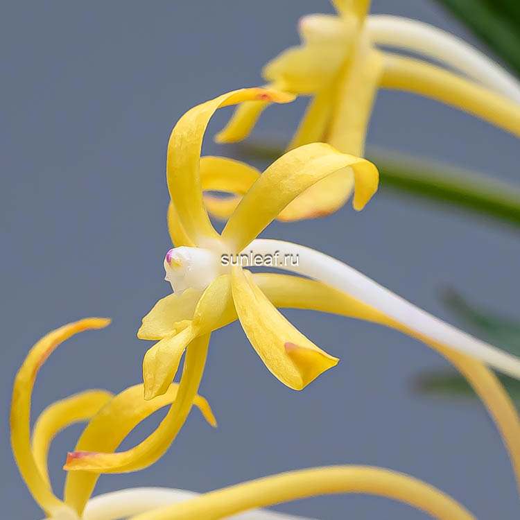 неофинетия КИБАНА 황화 黄花 neofinetia Kibana