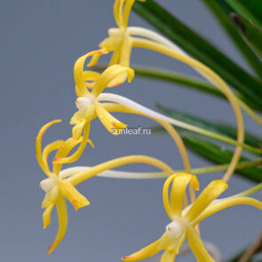 неофинетия КИБАНА 황화 黄花 neofinetia Kibana