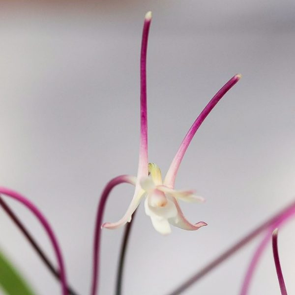 ХАНАКАНДЗАСИ 화잠 花簪 neofinetia Hanakanzashi