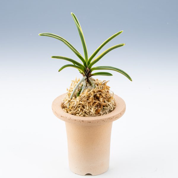 neofinetia-higuma-fukurin