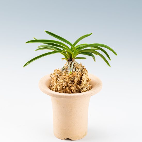 neofinetia-honggang