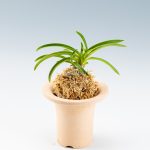 neofinetia-honggang