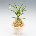 неофинетия МАНЗЮСЯГЭ 삼각산 曼珠沙華 neofinetia Manjushage