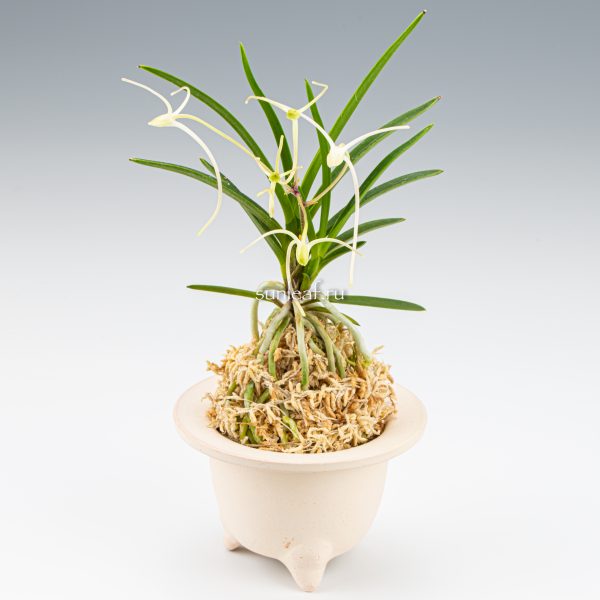 неофинетия МАНЗЮСЯГЭ 삼각산 曼珠沙華 neofinetia Manjushage