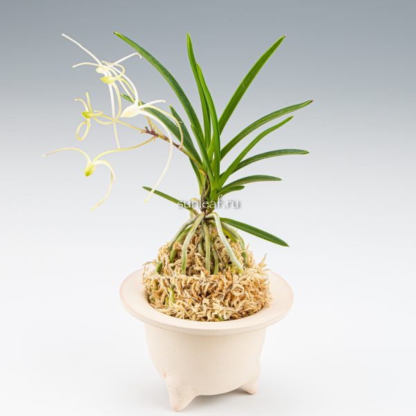 неофинетия МАНЗЮСЯГЭ 삼각산 曼珠沙華 neofinetia Manjushage