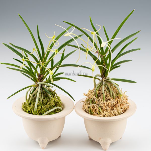 неофинетия МАНЗЮСЯГЭ 삼각산 曼珠沙華 neofinetia Manjushage