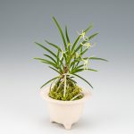 неофинетия МАНЗЮСЯГЭ 삼각산 曼珠沙華 neofinetia Manjushage