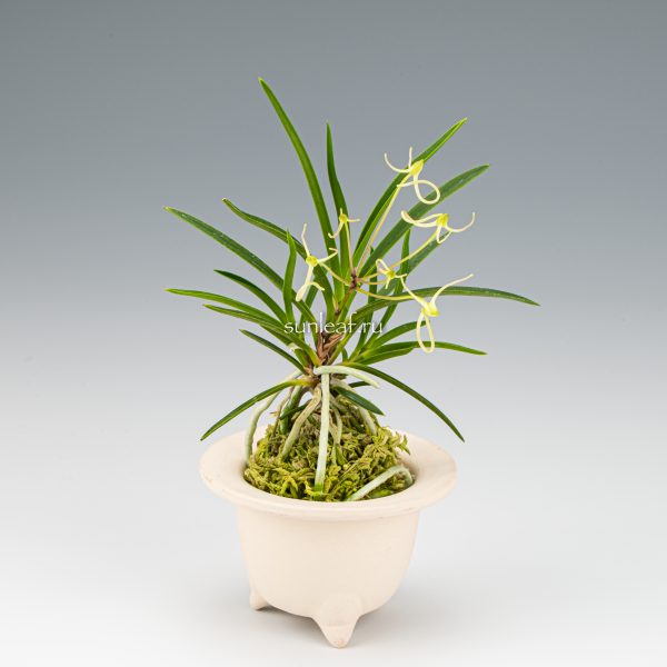 неофинетия МАНЗЮСЯГЭ 삼각산 曼珠沙華 neofinetia Manjushage