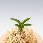 неофинетия 천재 千載 neofinetia Senzai