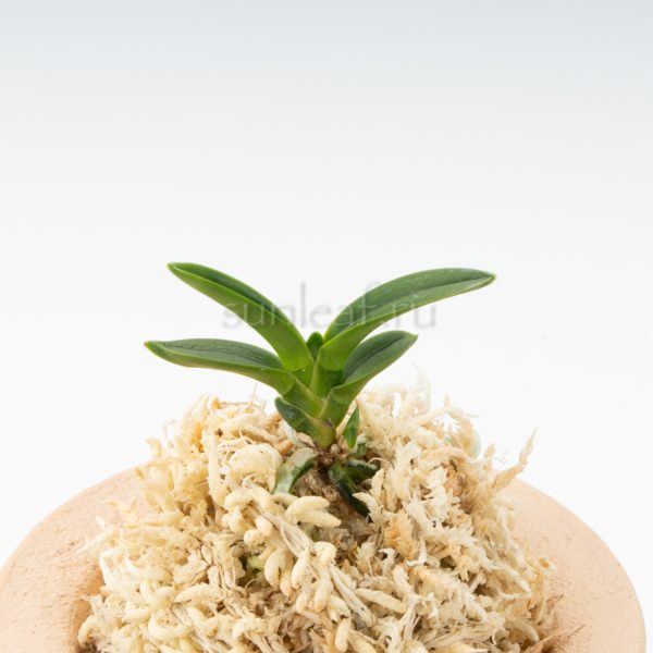 неофинетия 천재 千載 neofinetia Senzai