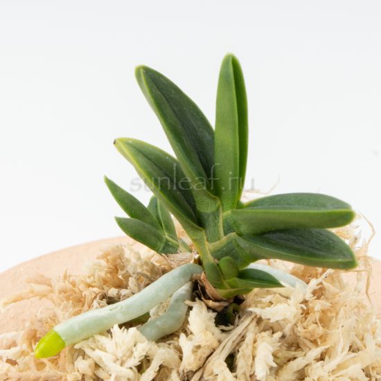 неофинетия 천재 千載 neofinetia Senzai