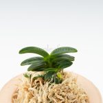 neofinetia-senzai