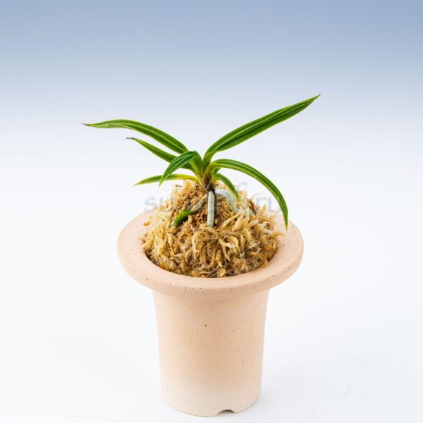 neofinetia-shishikoryu