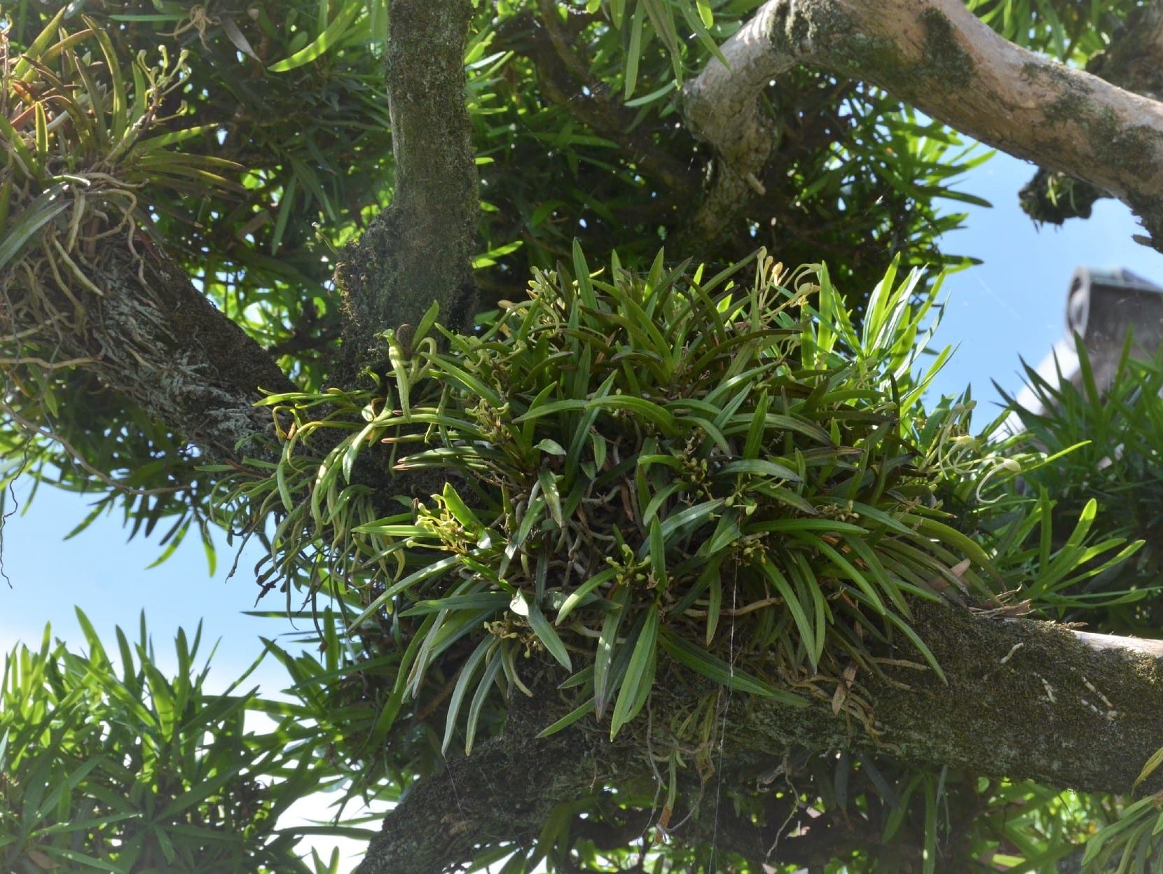 Неофинетия серповидная Neofinetia falcata фуран