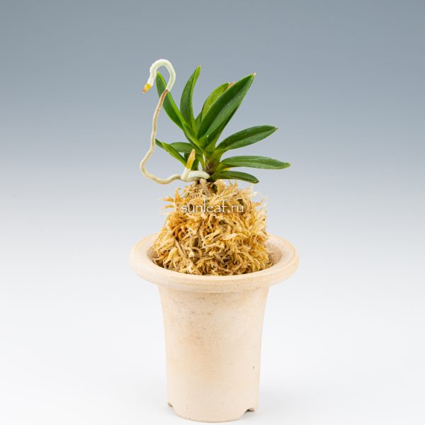 Хванъок 황옥 黃玉 neofinetia Hwangok