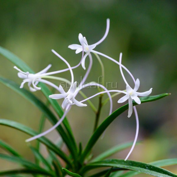 neofinetia-manjushage