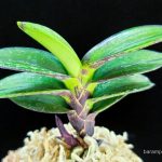 неофинетия Мебина 여추 女雛 neofinetia Yeochu (Mebina)