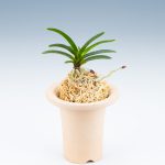РАЙКОМАРУ 뇌홍환 雷紅丸 neofinetia Raikoumaru