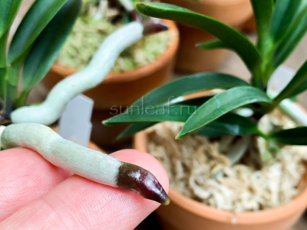 неофинетия РАЙДЗАН 뇌산 雷山 neofinetia Raizan корни