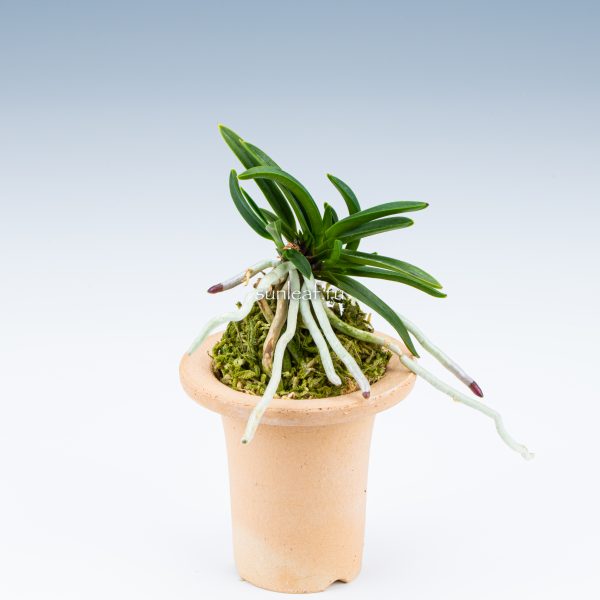 неофинетия РАЙДЗАН 뇌산 雷山 neofinetia Raizan