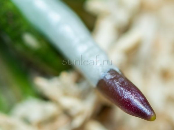 неофинетия РАЙДЗАН 뇌산 雷山 neofinetia Raizan корни