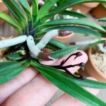 неофинетия РАЙДЗАН 뇌산 雷山 neofinetia Raizan корни