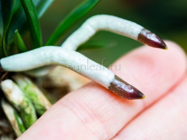 неофинетия РАЙДЗАН 뇌산 雷山 neofinetia Raizan корни