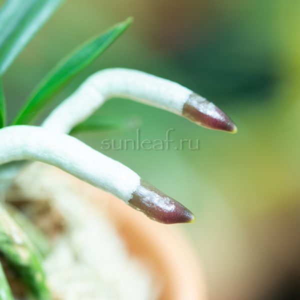неофинетия РАЙДЗАН 뇌산 雷山 neofinetia Raizan корни