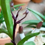 неофинетия РАЙДЗАН 뇌산 雷山 neofinetia Raizan цветонос