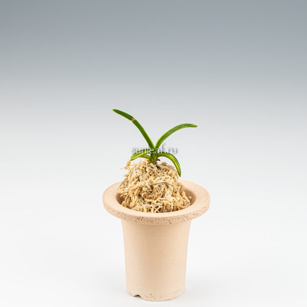 неофинетия СЮКО НИСИКИ 추홍금 秋紅錦 neofinetia Shukou Nishiki