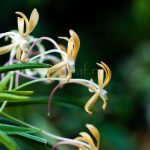 neofinetia-yubae