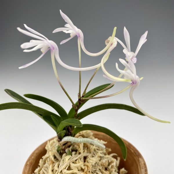 УНКАЙ 운해 운해 雲海 neofinetia Unkai