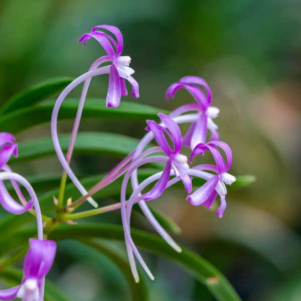 ХонгГан 홍강 紅綱 neofinetia Honggang