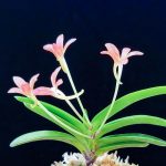 ДжуХонСон 주홍성 朱紅星 neofinetia Juhongseong