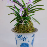 Неофинетия Акаусаги (Джокто) 적토 赤兎 neofinetia Akausagi (Jeogto) на японской выставке 2023г