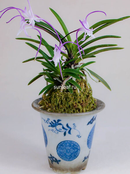 Неофинетия Акаусаги (Джокто) 적토 赤兎 neofinetia Akausagi (Jeogto) на японской выставке 2023г