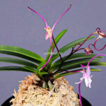 Неофинетия Акаусаги (Джокто) 적토 赤兎 neofinetia Akausagi (Jeogto)